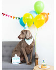 Pet Birthday Pawty Kit