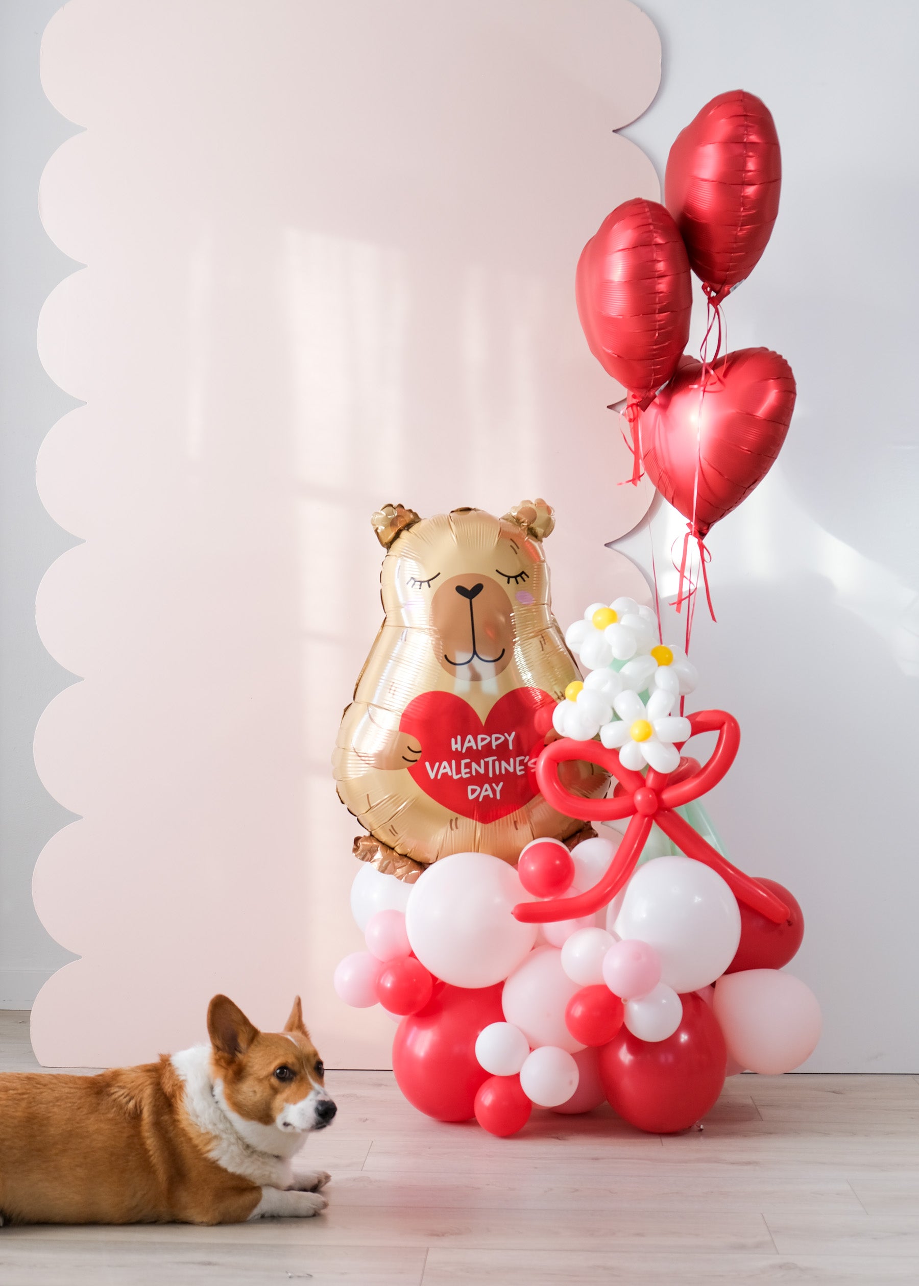 Corgi laying down next to a balloon cloud on the floor with capybara valentine's day balloon and daisy balloons