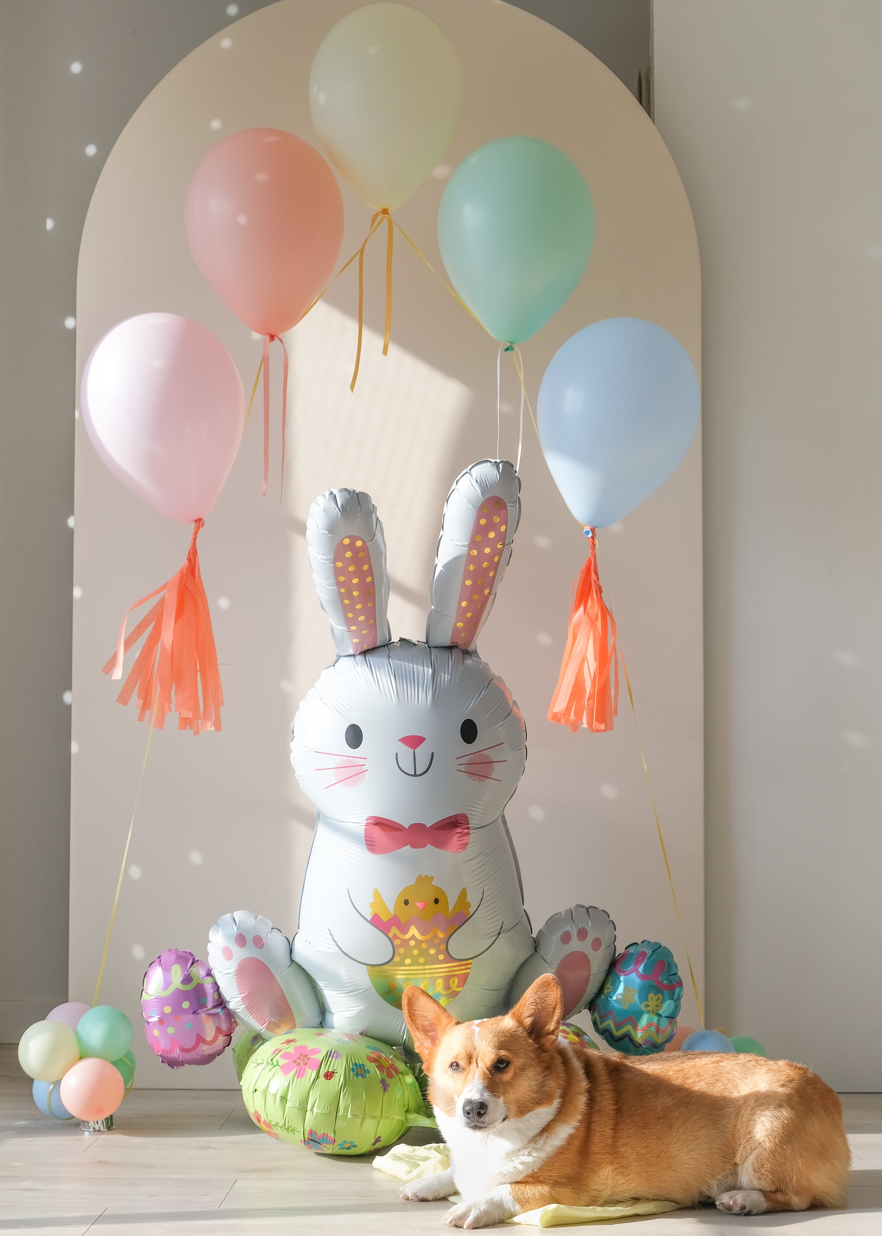 Sitting easter bunny balloon with an arch of floating pastel balloons, with a corgi dog in front for scale