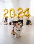 A corgi wearing a grad cap is sitting in front of balloon stacks arranged to form the numbers '2024' in gold with black and white balloons around them, displayed indoors.